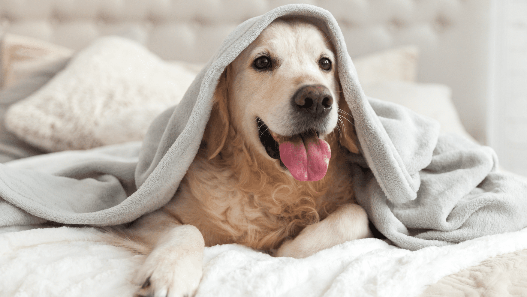 pet trust concept: golden retriever laying under a blanked on the bed